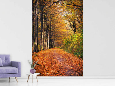 photo-wallpaper-deciduous-forest-in-autumn-light