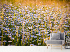 photo-wallpaper-a-field-full-of-camomile