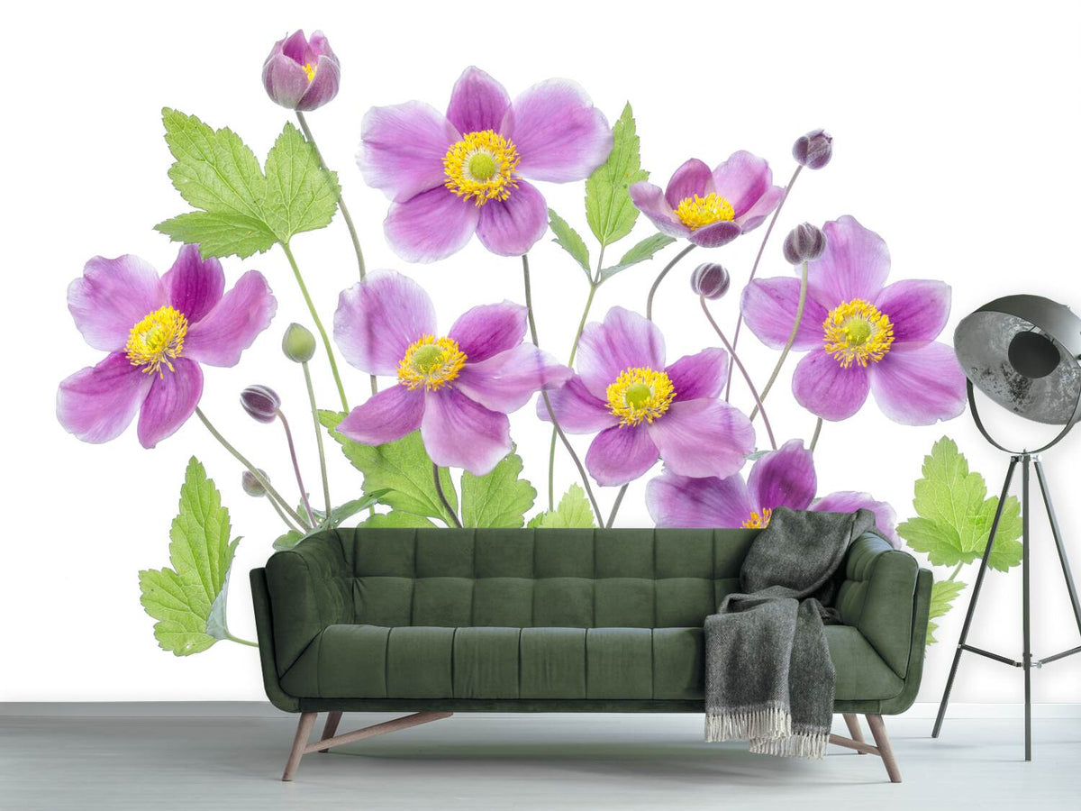 photo-wallpaper-anemone-hadspen-abundance-x