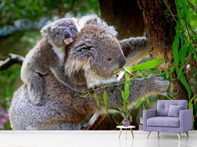 photo-wallpaper-mom-and-baby-koala