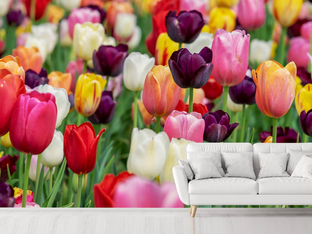 photo-wallpaper-the-colors-of-the-tulips