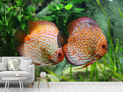 photo-wallpaper-2-fish