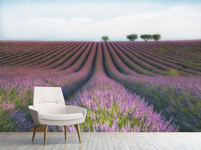 photo-wallpaper-velours-de-lavender