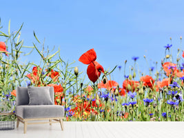 photo-wallpaper-the-poppy-in-the-flower-meadow