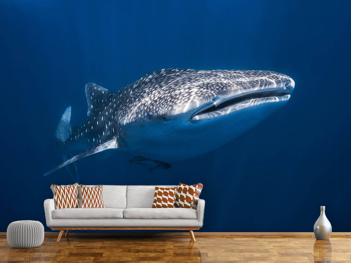 photo-wallpaper-whale-shark