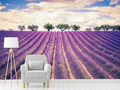 photo-wallpaper-the-lavender-field-ii