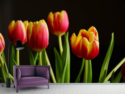 photo-wallpaper-colorful-tulips