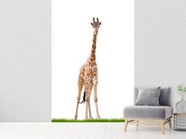 photo-wallpaper-the-long-giraffe