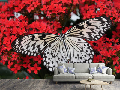 photo-wallpaper-butterfly-in-xxl