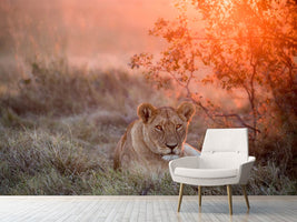 photo-wallpaper-sunset-lioness