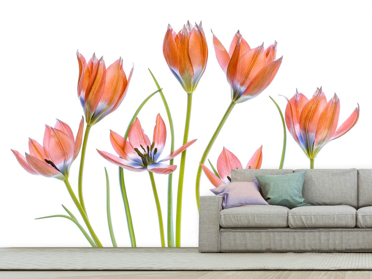 photo-wallpaper-apricot-tulips