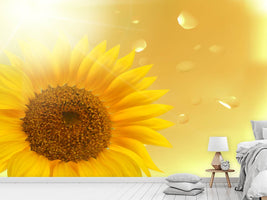 photo-wallpaper-sunflower-in-morning-dew