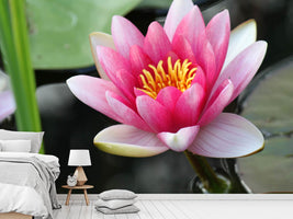 photo-wallpaper-the-water-lily-in-pink