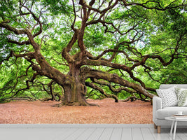 photo-wallpaper-the-oak