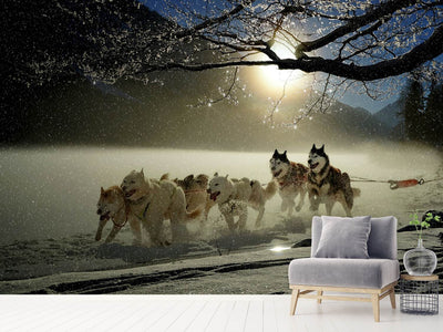 photo-wallpaper-huskies