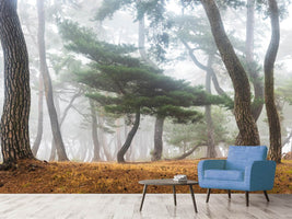 photo-wallpaper-in-the-misty-pine-forest-x