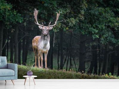 photo-wallpaper-the-fallow-deer-ii