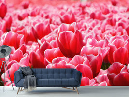 photo-wallpaper-happy-tulip-field