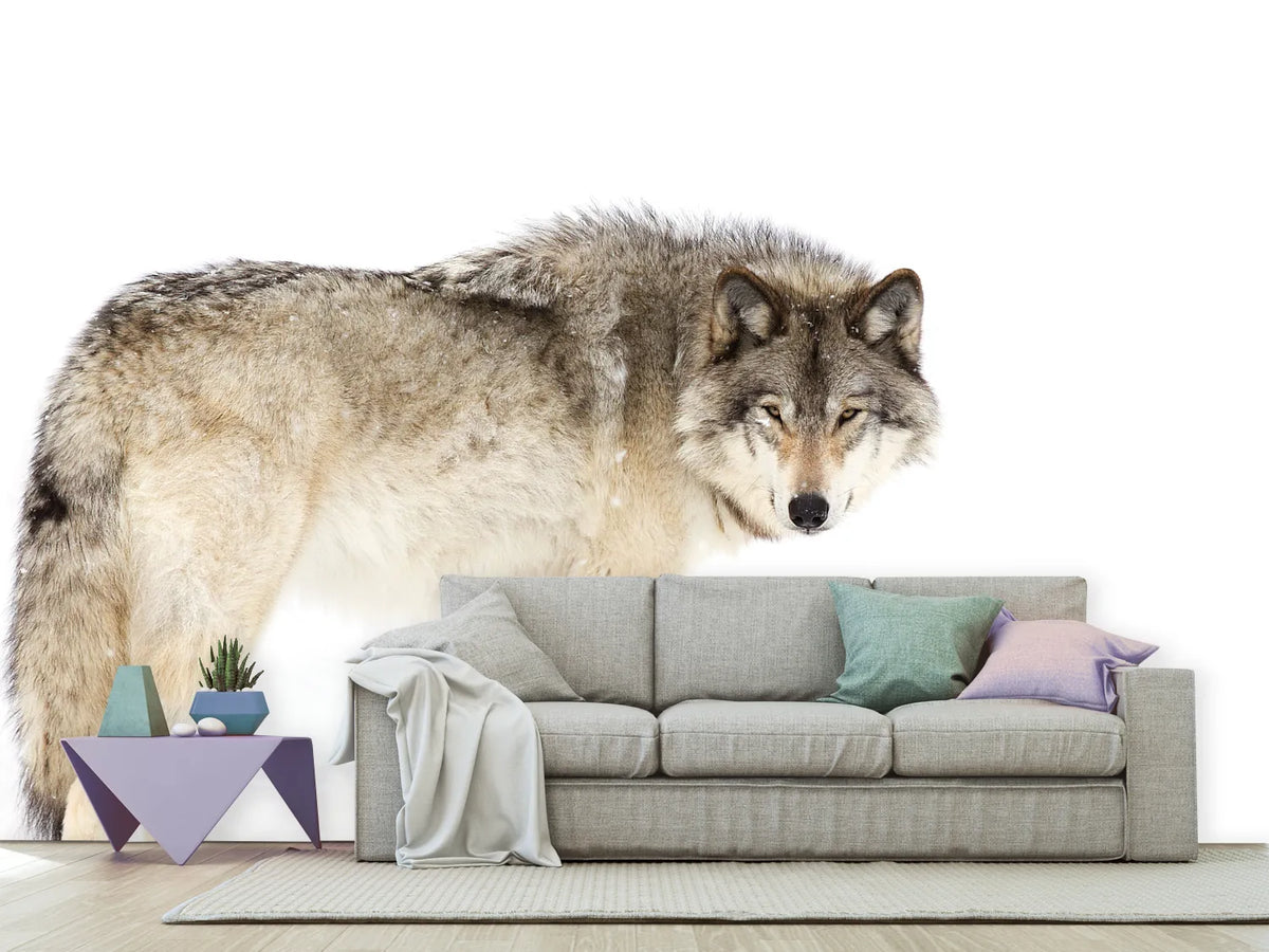 photo-wallpaper-canadian-timber-wolf
