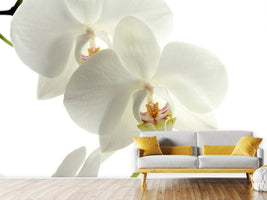 photo-wallpaper-orchids-bloom