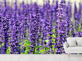 photo-wallpaper-xl-lavender