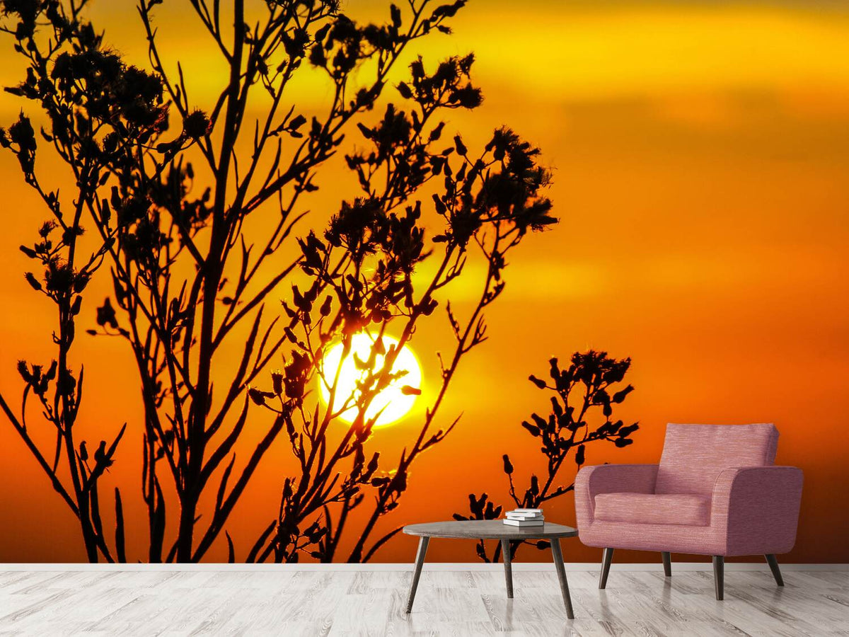 photo-wallpaper-a-shrub-in-the-sunset