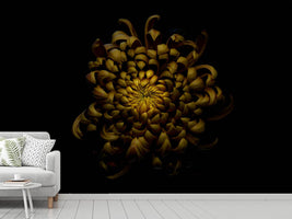 photo-wallpaper-chrysanthemum