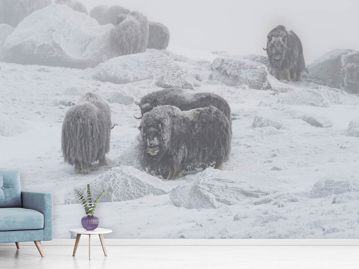 photo-wallpaper-muskox-x