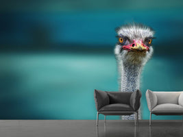 photo-wallpaper-blue-meets-ostrich