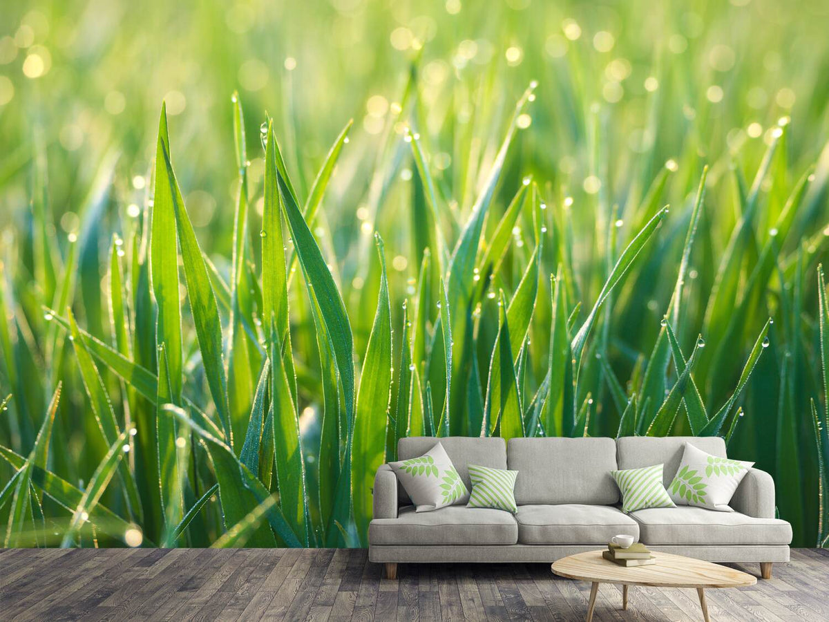 photo-wallpaper-grass-with-morning-dew-xl