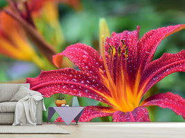 photo-wallpaper-lily-flower-in-pink-xl