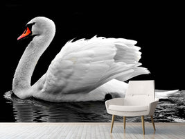 photo-wallpaper-the-graceful-swan