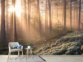 photo-wallpaper-foggy-morning-in-the-forest