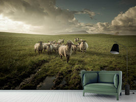 photo-wallpaper-sheep-x