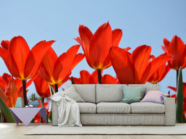 photo-wallpaper-red-tulips-xl