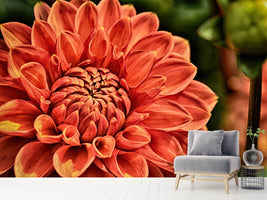 photo-wallpaper-painting-of-a-dahlia