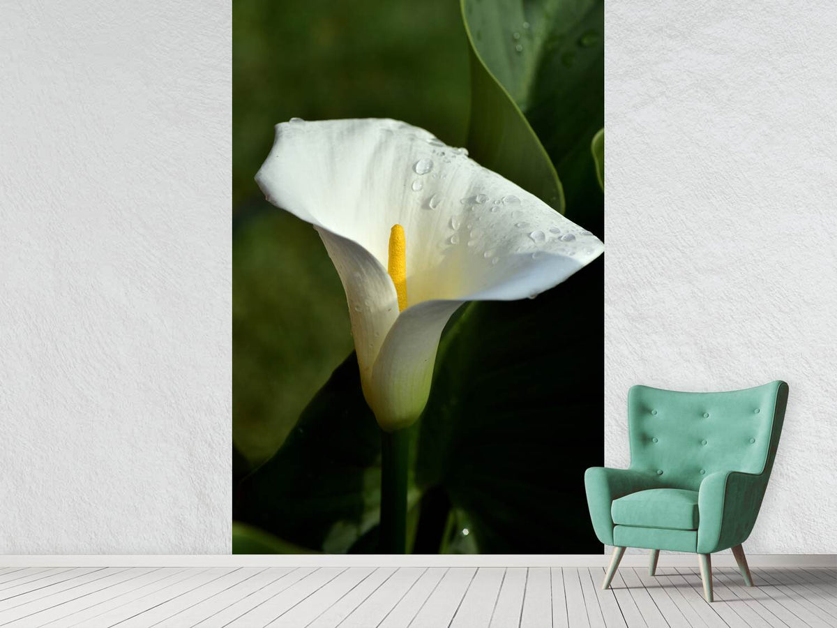 photo-wallpaper-white-calla-with-morning-dew