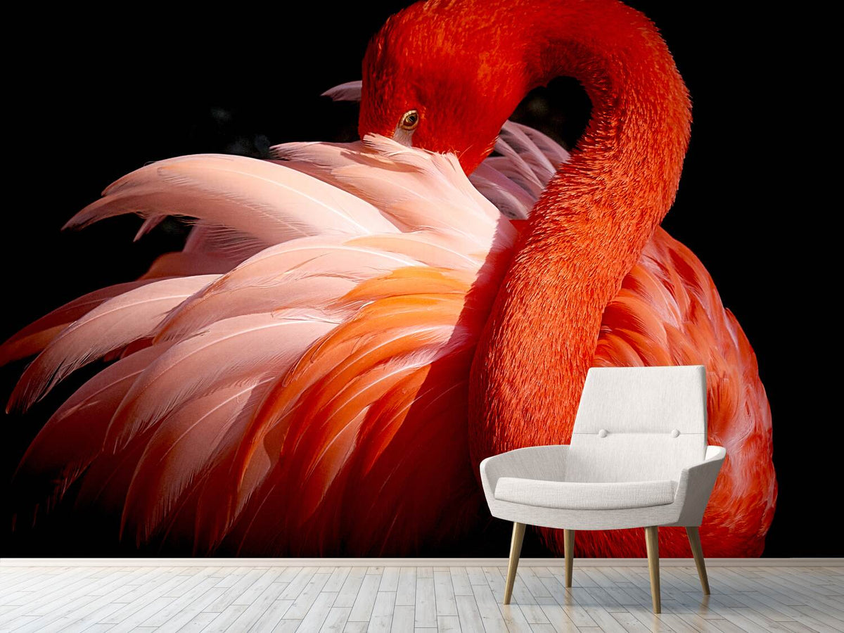 photo-wallpaper-flamingo-xoc