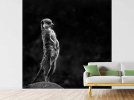 photo-wallpaper-the-meerkat