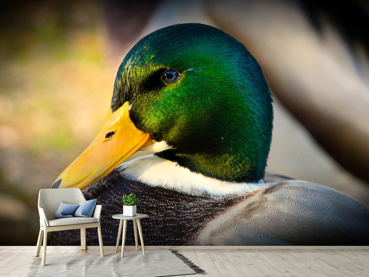 photo-wallpaper-the-mallard