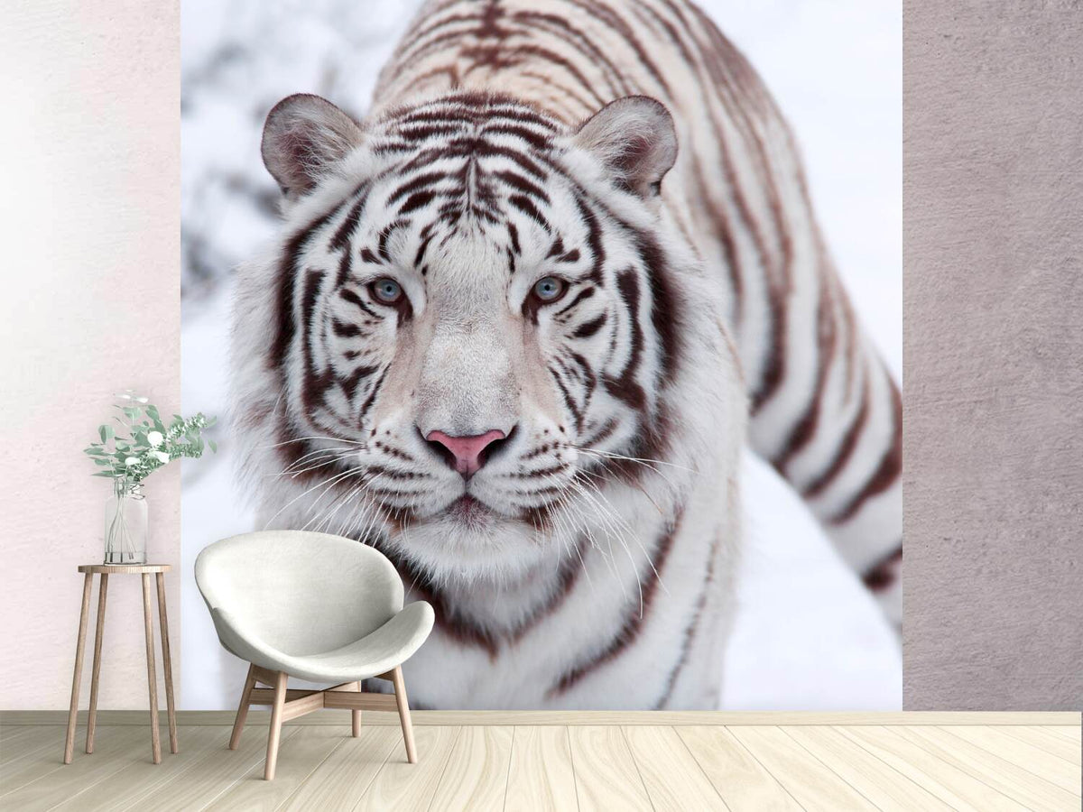 photo-wallpaper-the-king-tiger