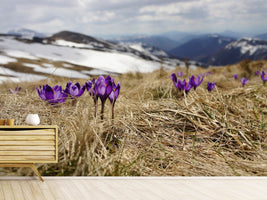 photo-wallpaper-purple-crocus