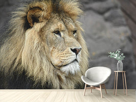 photo-wallpaper-lion-head-xl