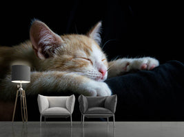 photo-wallpaper-lazy-cat