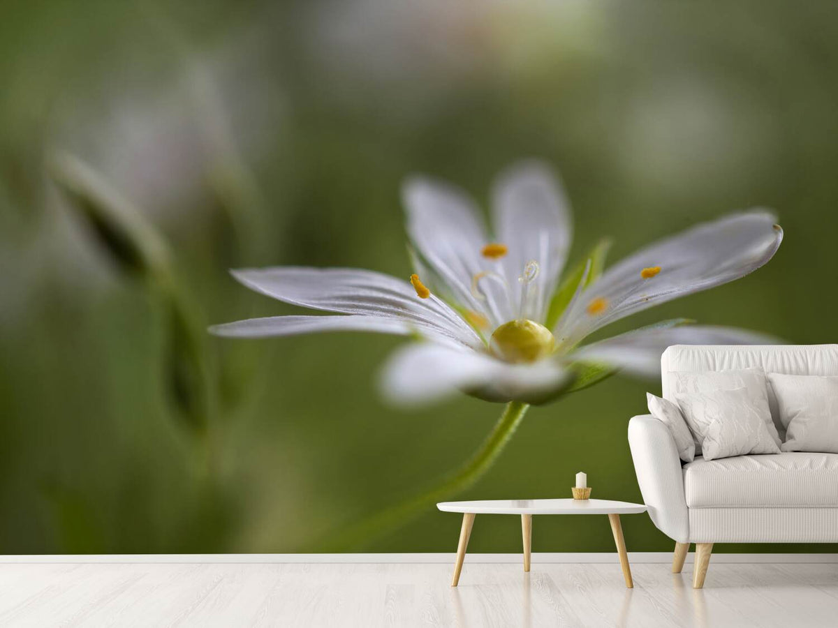 photo-wallpaper-stitchwort