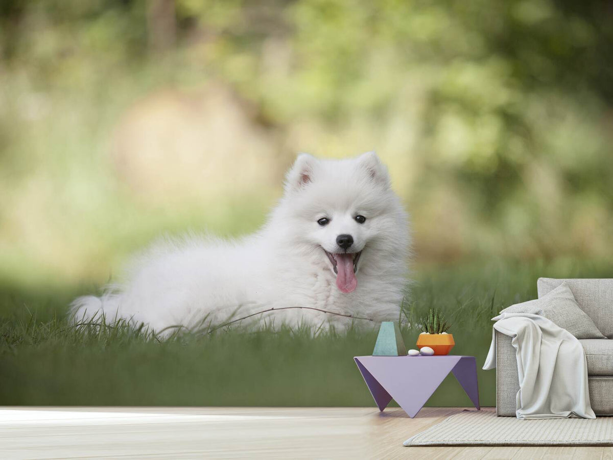 photo-wallpaper-cute-spitz-puppy