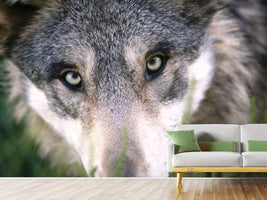 photo-wallpaper-the-wolf39s-look