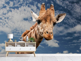 photo-wallpaper-attention-giraffe