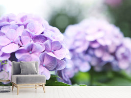 photo-wallpaper-hydrangeas