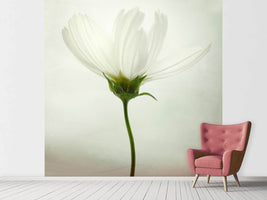 photo-wallpaper-white-cosmos